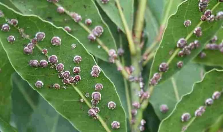 Cocciniglia